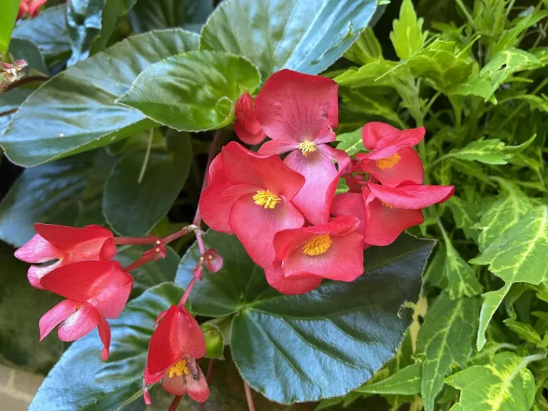 Begonia ×benariensis (Whopper® Red With Green Leaf) flowers