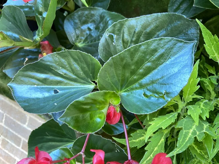 Begonia ×benariensis (Whopper® Red With Green Leaf) foliage