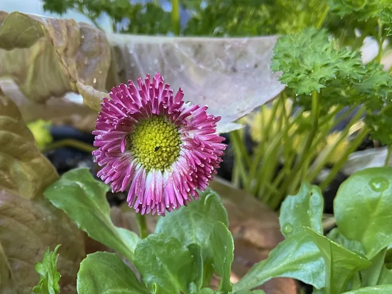 Bellis perennis (Tasso Mix) flower