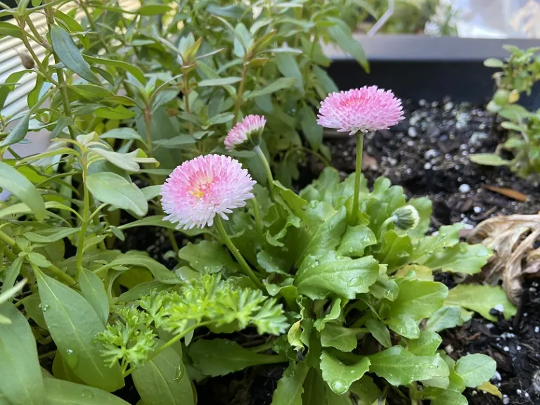 Bellis perennis (Tasso Mix) flowering habit