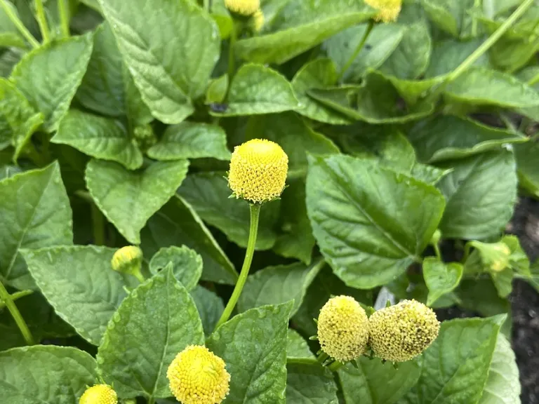 Blainvillea acmella flower