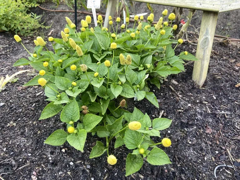 Blainvillea acmella flowering habit