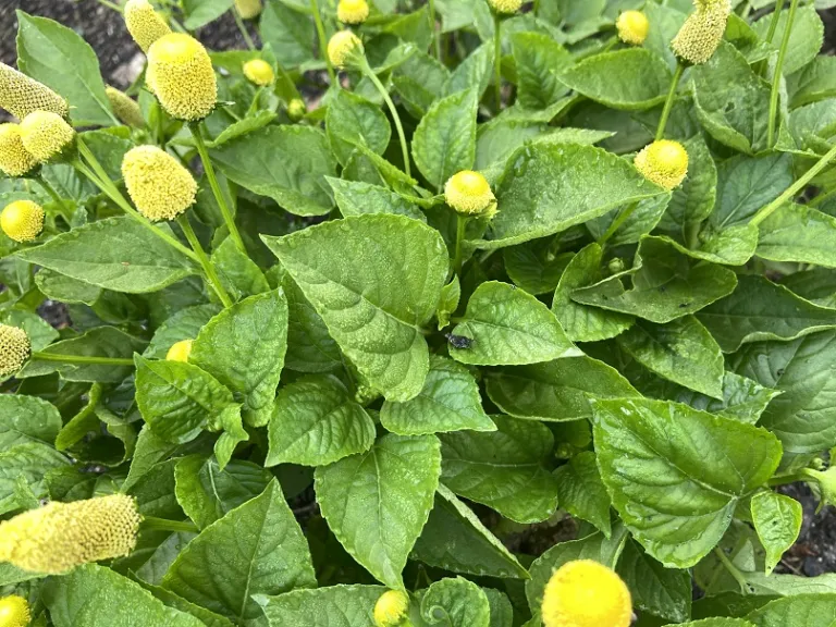 Blainvillea acmella foliage