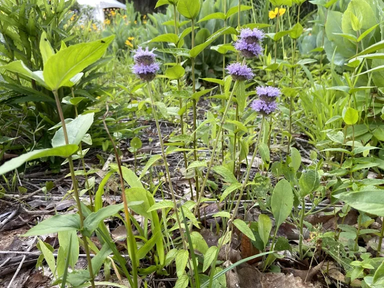 Blephilia ciliata flowering habit