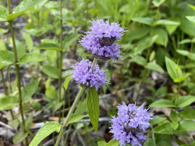 Blephilia ciliata flowers