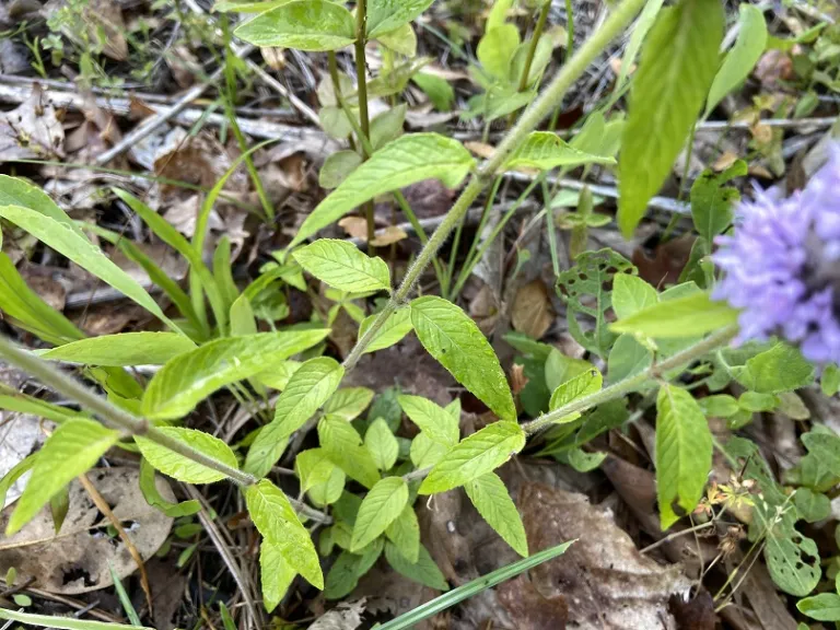 Blephilia ciliata foliage