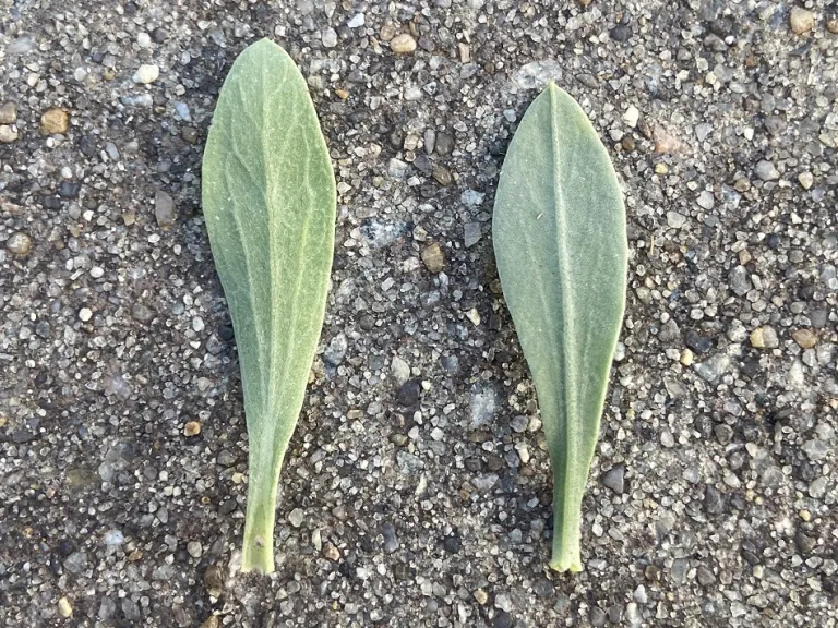 Borrichia frutescens leaf front and back