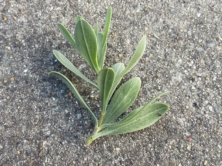 Borrichia frutescens stem