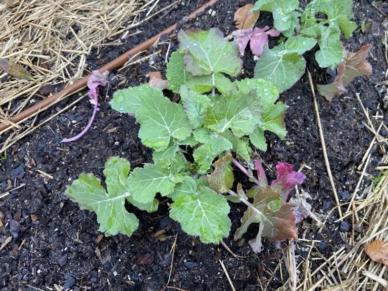 Brassica napus [Napobrassica Group] 'Nadmorska' foliage