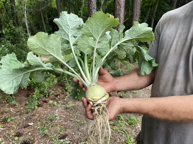 Brassica napus [Napobrassica Group] 'Nadmorska' entire plant