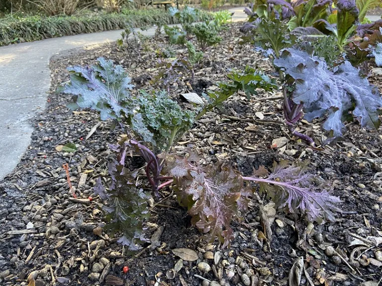 Brassica napus 'Red Ursa' (Pabularia Group) habit