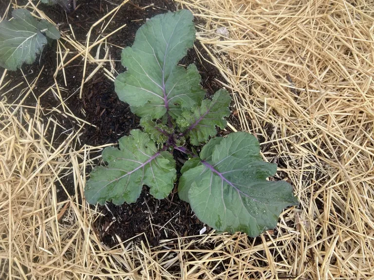 Brassica oleracea [Acephala Group] 'Alabama Blue' foliage