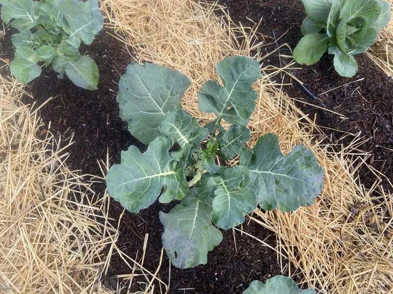 Brassica oleracea [Italica Group] 'Belstar' foliage