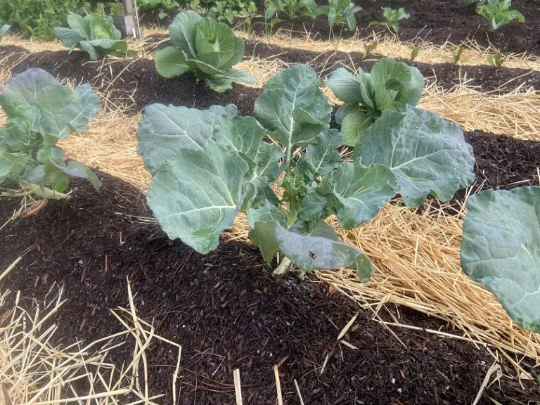 Brassica oleracea [Italica Group] 'Belstar' habit