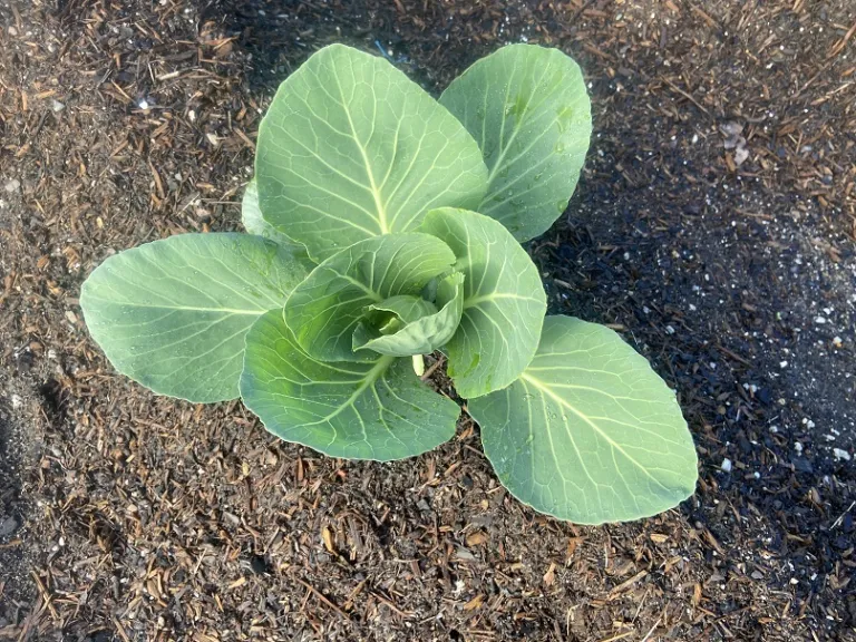 Brassica oleracea [Capitata Group] 'Bobcat' foliage