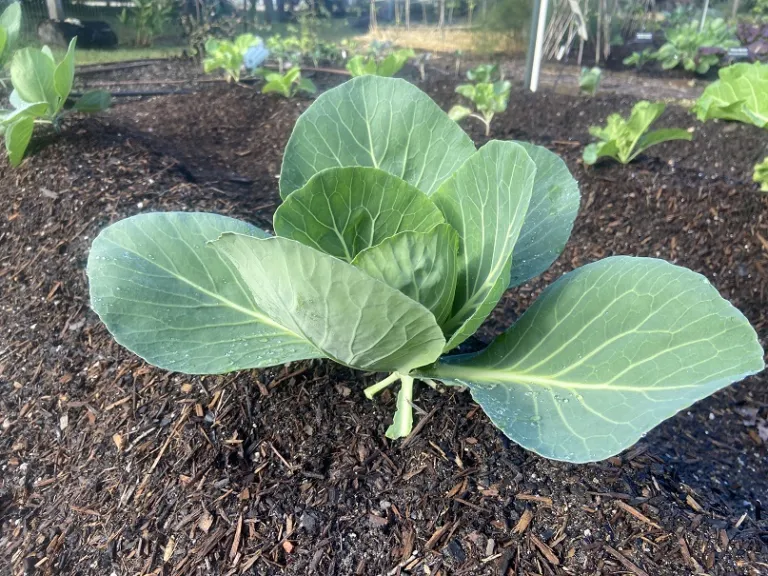 Brassica oleracea [Capitata Group] 'Bobcat' habit