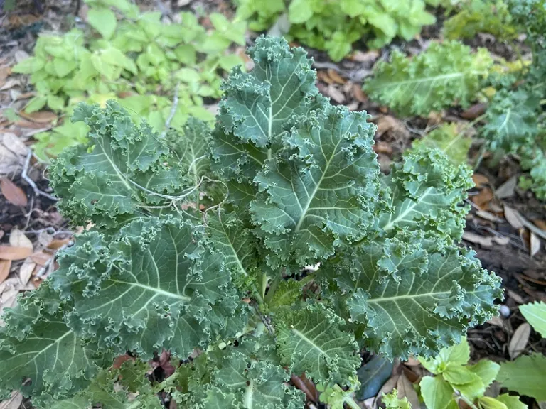 Brassica oleracea [Acephala Group] 'Darkibor' foliage