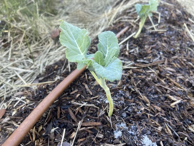 Brassica oleracea [Italica Group] 'Emerald Crown' young habit