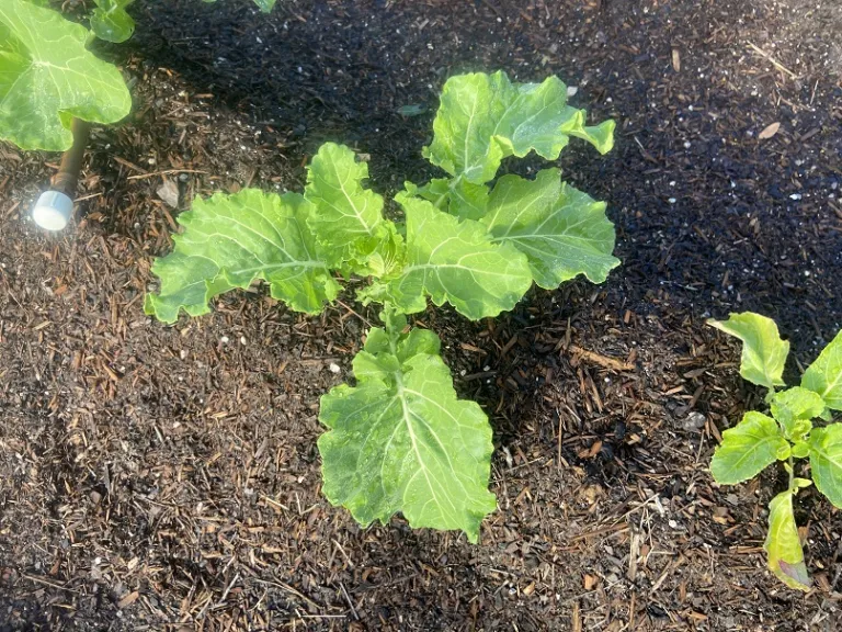 Brassica oleracea [Acephala Group] 'Georgia Cabbage' foliage