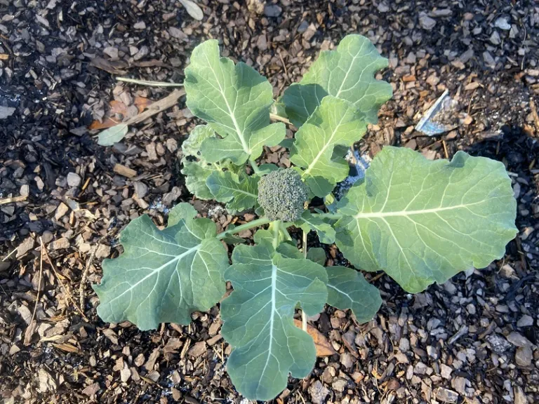 Brassica oleracea [Italica Group] 'Green Magic' foliage