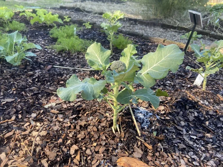 Brassica oleracea 'Green Magic' (Italica Group) habit