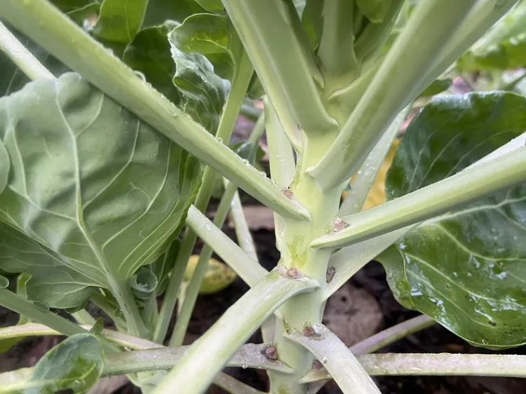 Brassica oleracea 'Hestia' (Gemmifera Group) early sprouts