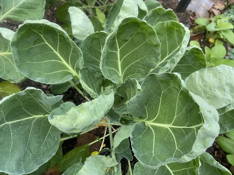 Brassica oleracea [Gemmifera Group] 'Hestia' foliage