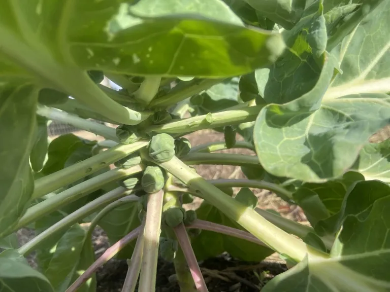 Brassica oleracea [Gemmifera Group] 'Hestia' sprouts