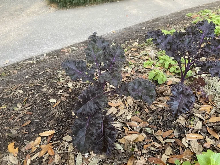 Brassica oleracea [Acephala Group] 'Redbor' habit