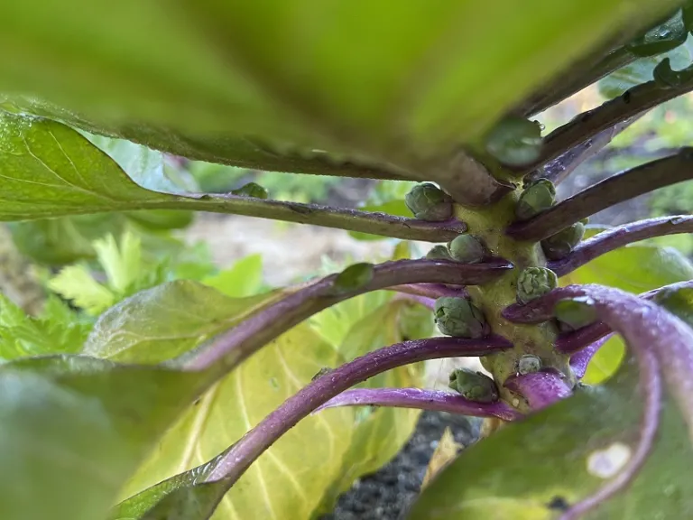 Brassica oleracea 'Roodnerf' (Gemmifera Group) developing heads