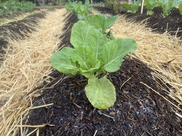 Brassica oleracea [Acephala Group] 'William Alexander Heading' habit