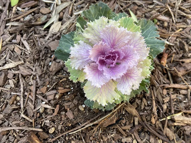 Brassica oleracea [Ornamental Cabbage And Kale Group] (Song Bird™ Mix) foliage