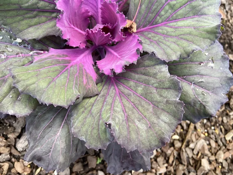 Brassica oleracea (Osaka Mix)(Ornamental Cabbage And Kale Group) foliage