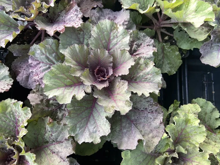 Brassica oleracea [Ornamental Cabbage And Kale Group] 'Osaka iQ Red' foliage