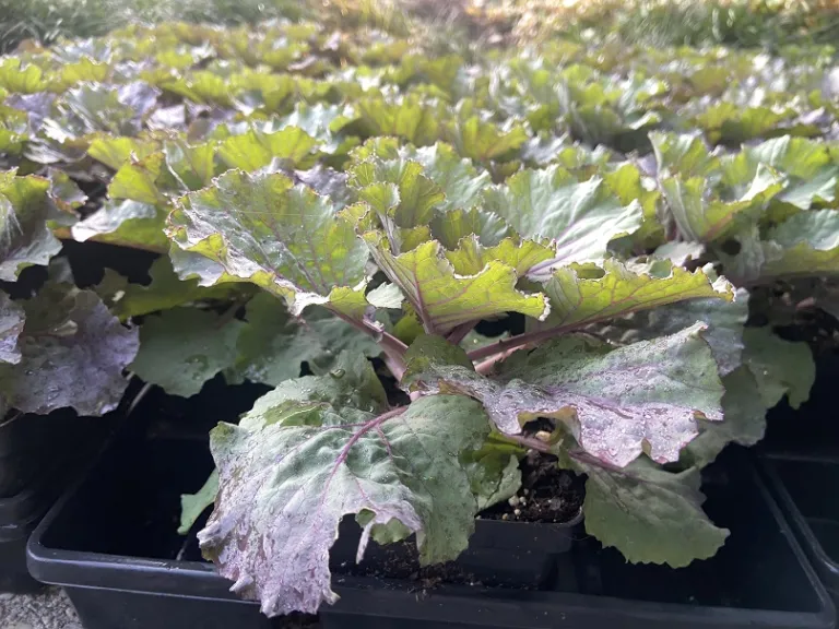 Brassica oleracea [Ornamental Cabbage And Kale Group] 'Osaka iQ Red' habit