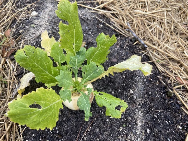 Brassica rapa [Rapifera Group] 'Tokyo Market' foliage