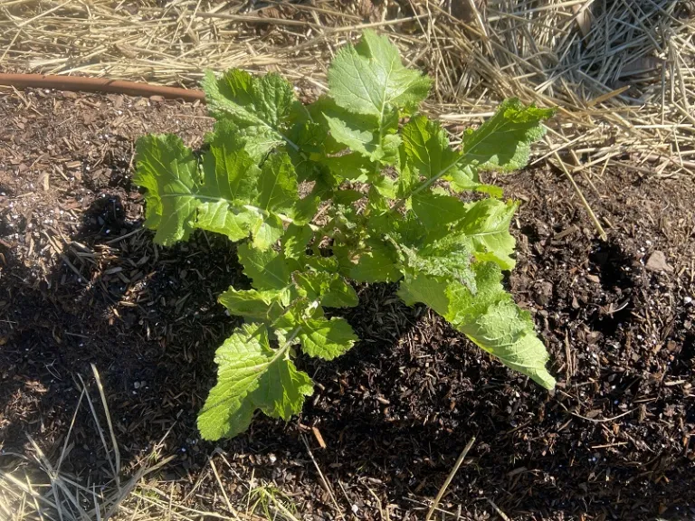 Brassica rapa [Rapifera Group] 'White Egg' foliage 