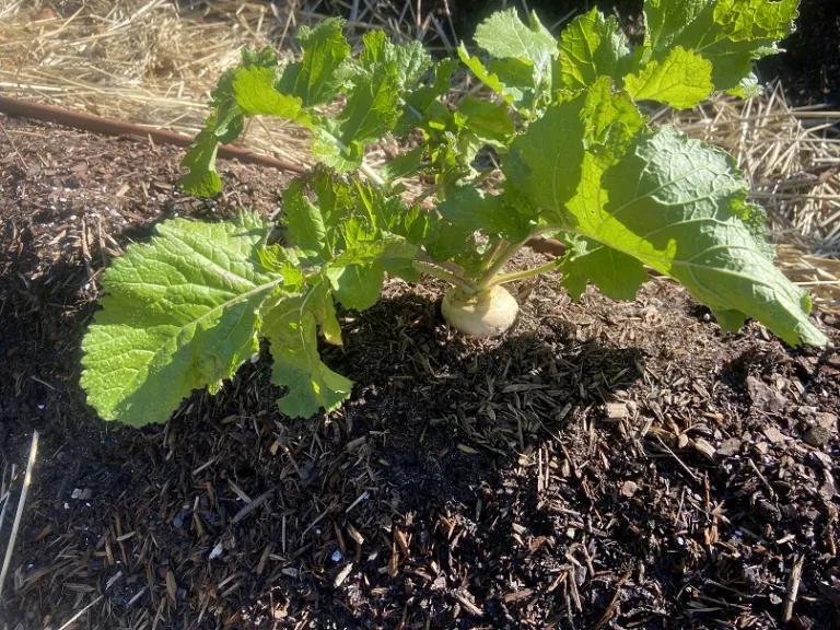 Brassica rapa [Rapifera Group] 'White Egg' habit