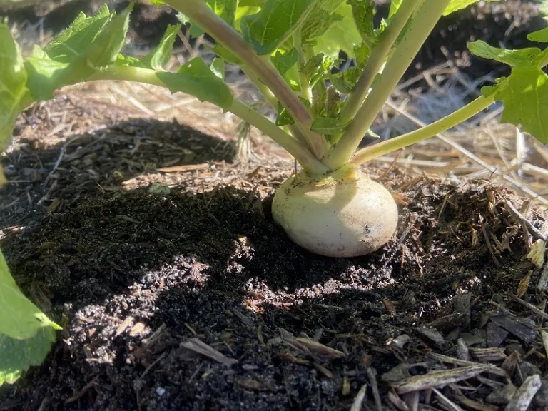 Brassica rapa [Rapifera Group] 'White Egg' root