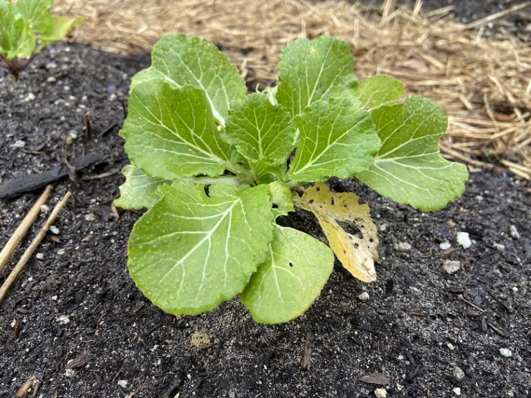 Brassica rapa [Chinensis Group] 'Prize Choi' habit