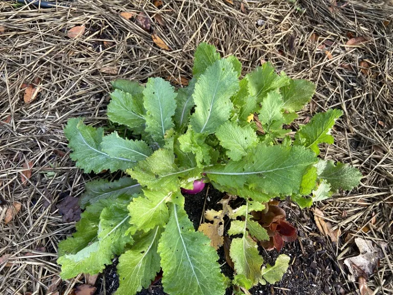 Brassica rapa [Rapifera Group] 'Purple Top White Globe' foliage