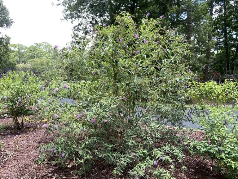 Buddleja 'PDSI-1' (Ultra Violet™) flowering habit