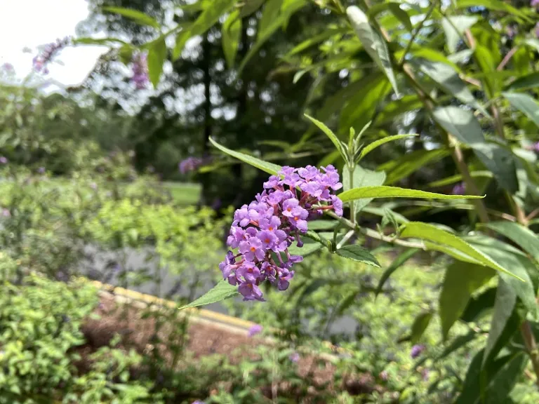 Buddleja 'PDSI-1' (Ultra Violet™) flowers