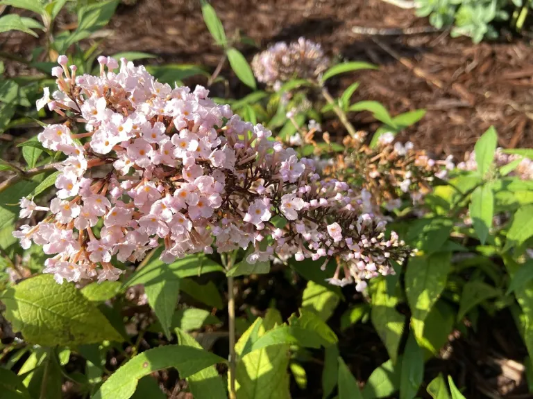 Buddleja 'Pink Cascade II' flower