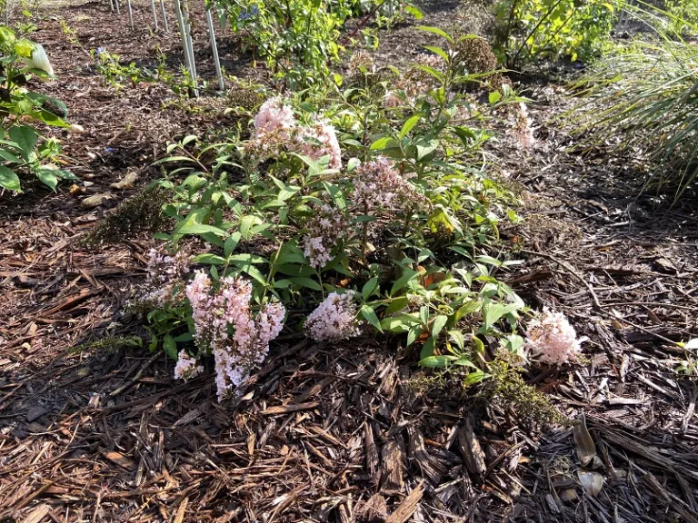 Buddleja 'Pink Cascade II' flowering habit