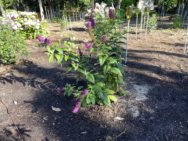 Buddleja davidii 'Guinevere' flowering habit