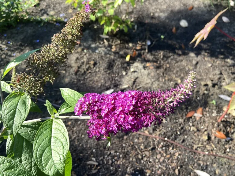 Buddleja davidii 'Guinevere' flowers