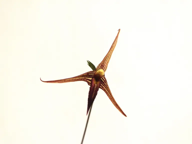 Bulbophyllum digoelense 'Makuu' flower