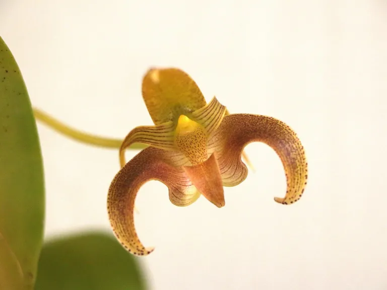 Bulbophyllum lobbii flower