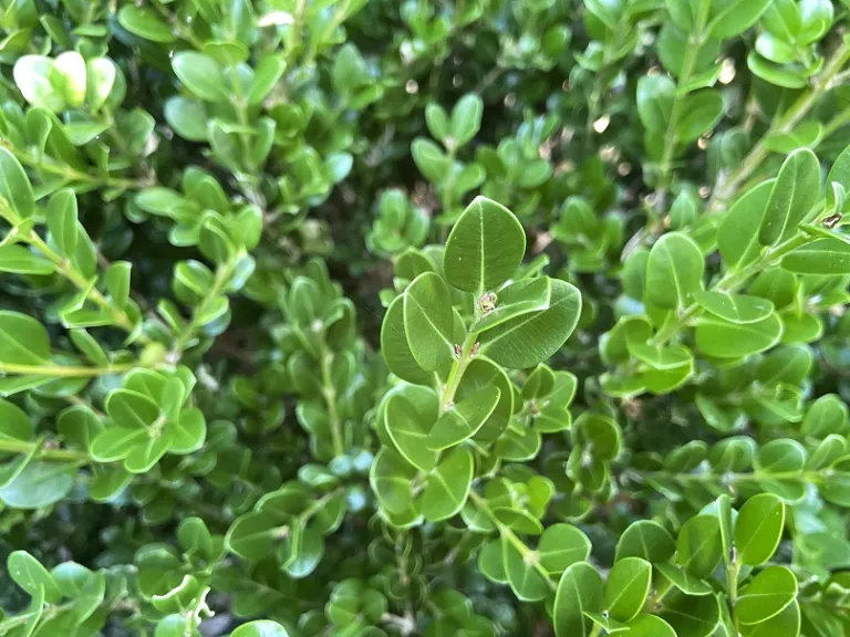 Buxus sinica var. insularis 'Winter Gem' | Brookgreen